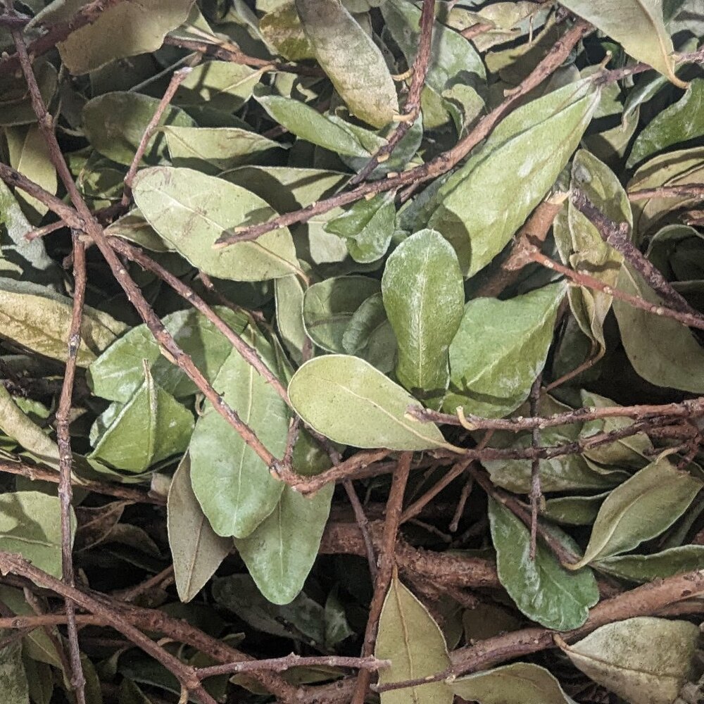 Fey Tiboidine